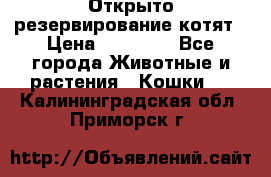 Открыто резервирование котят › Цена ­ 15 000 - Все города Животные и растения » Кошки   . Калининградская обл.,Приморск г.